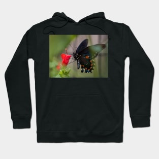 Swallowtail Hoodie